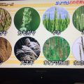 世界仰天ニュース 花粉症で死亡「雷雨喘息」日本は雷雨とスギ ヒノキ PM2.5で発症