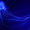 海水浴のクラゲ対策、お酢が逆効果になるカツオノエボシ【対処法】