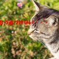 猫よけ 超音波センサーガーデンバリアGDX-Mは効果絶大！口コミ評判は？